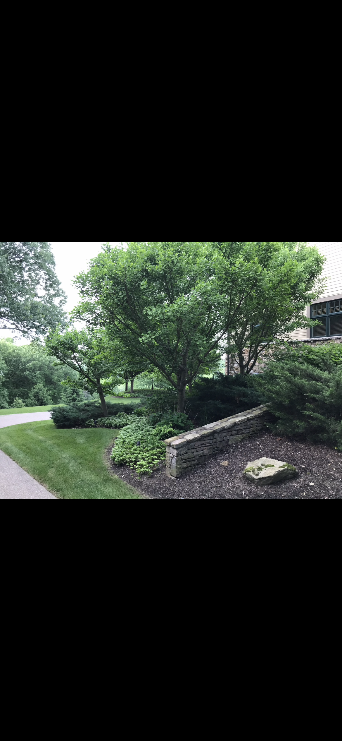 Landscaped patio area with a natural stone retaining wall, mature trees, ferns, and defined lawn edges.