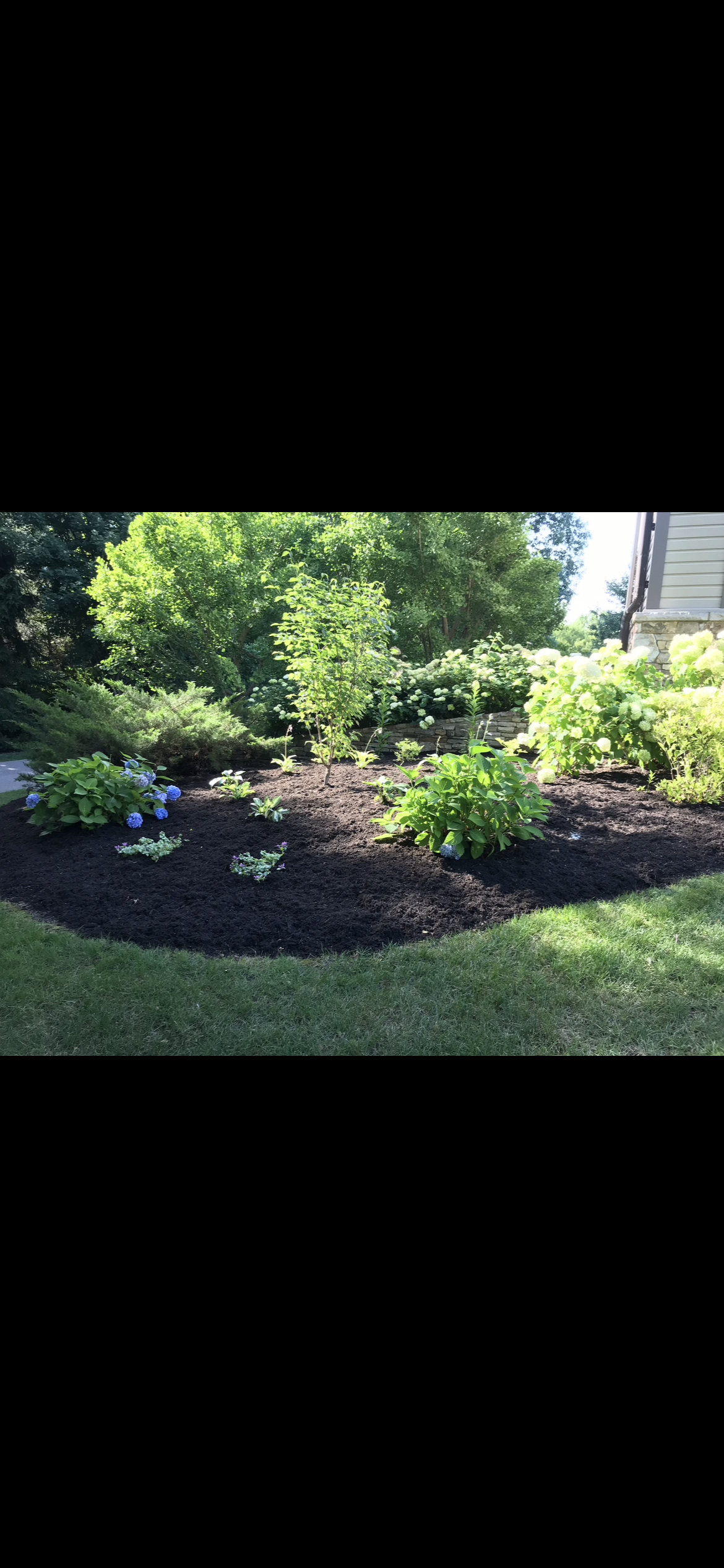 Manicured lawn under tree canopy